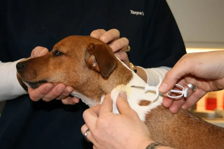 Kastracja chemiczna dla psów Implant kastracyjny dla psa