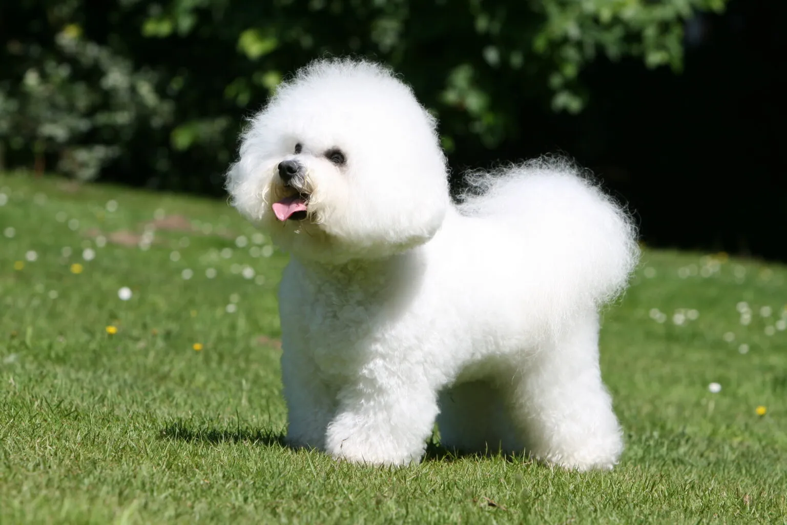 Bichon frisé na trawie