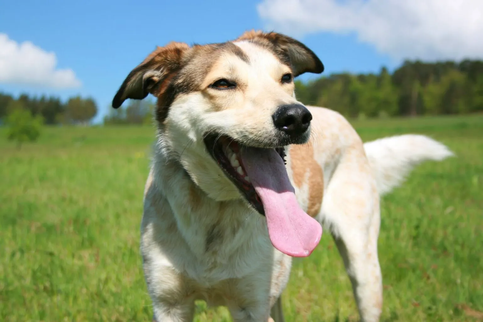 Pies dyszy na łące