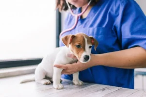 Glisty u psów: Objawy i leczenie