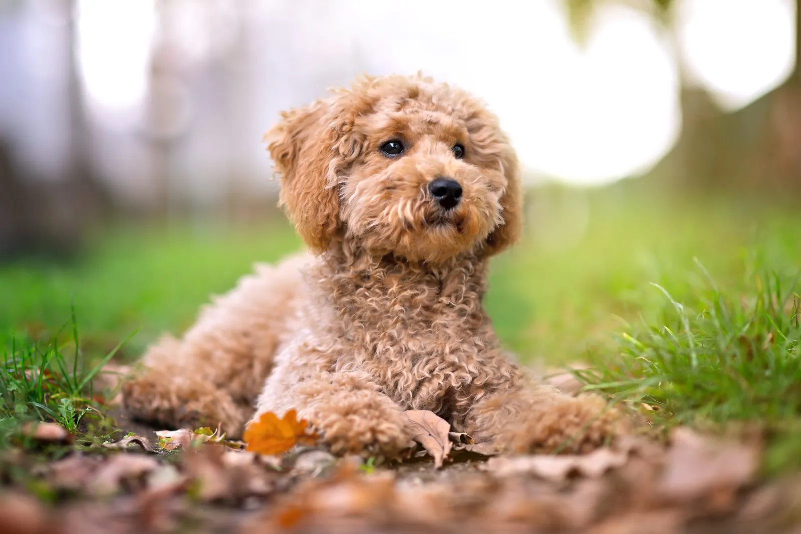 Pudel miniaturowy leżący w parku