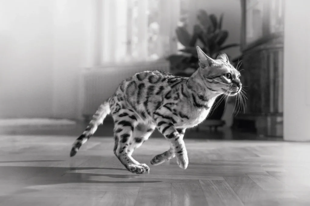Kot grymaśńy podczas zabawy