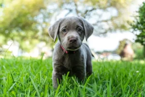 Łysienie z rozrzedzeniem koloru u psów: Wszystko, co należy wiedzieć o wadzie genetycznej u czworonogów o niebieskiej i srebrnej maści