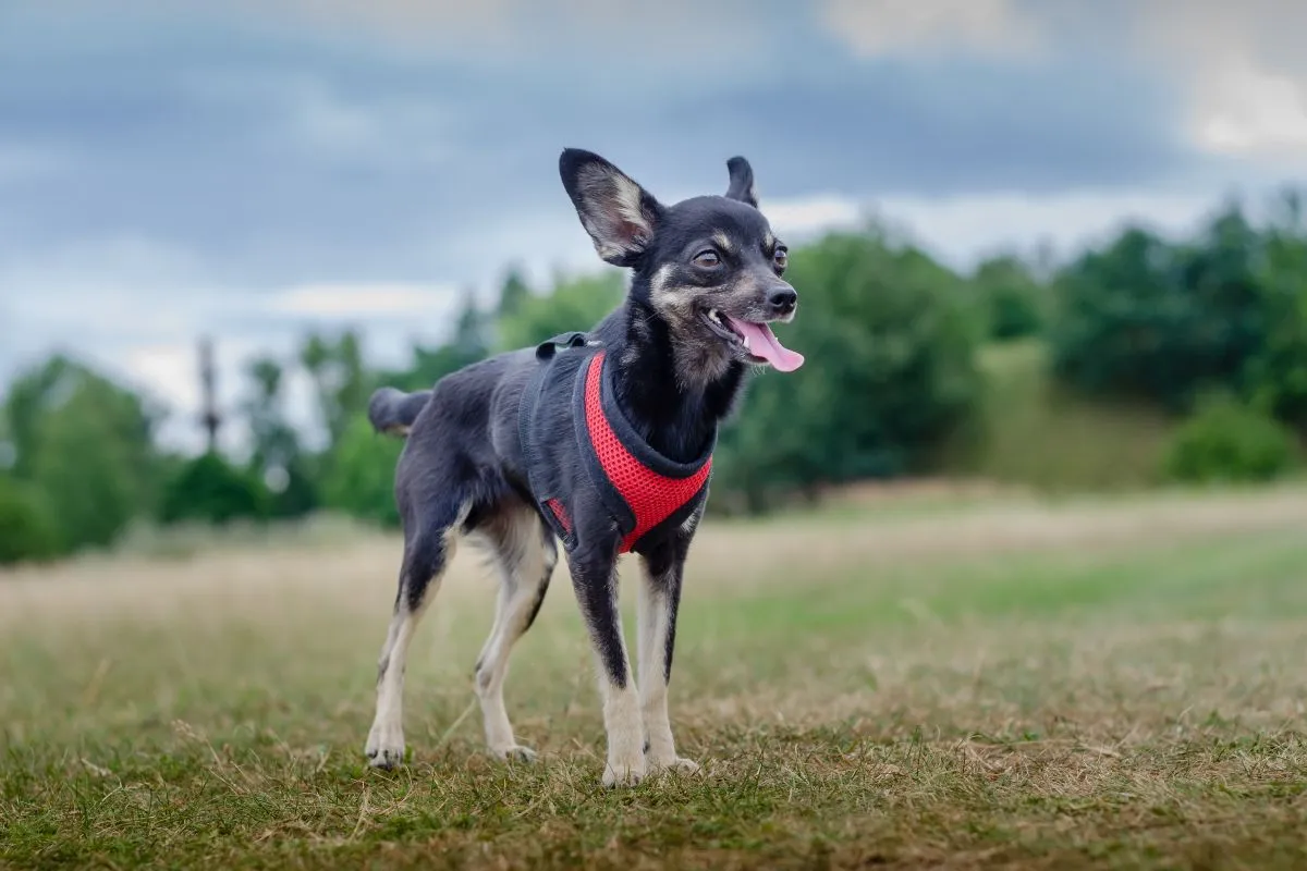 Ratler praski na łące